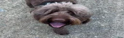 Australian Labradoodle dogs for stud: Douglas MacDoodle - Stud - Advert 1