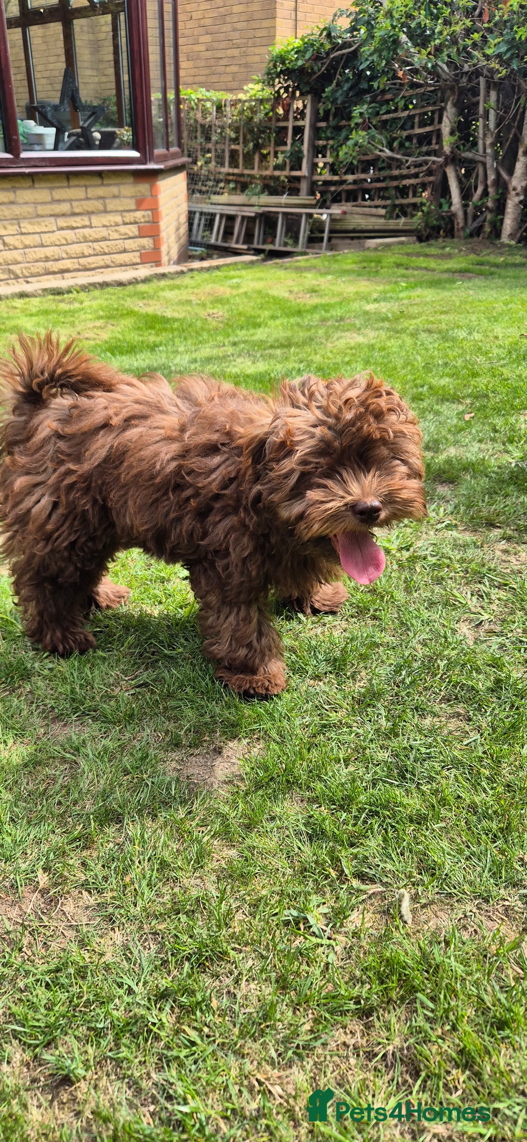Shihpoo dogs for sale: Shihpoo female for rehoming  - Image 6