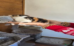 British Shorthair cats for sale: 💖Calico British shorthair 💝 - Image 4