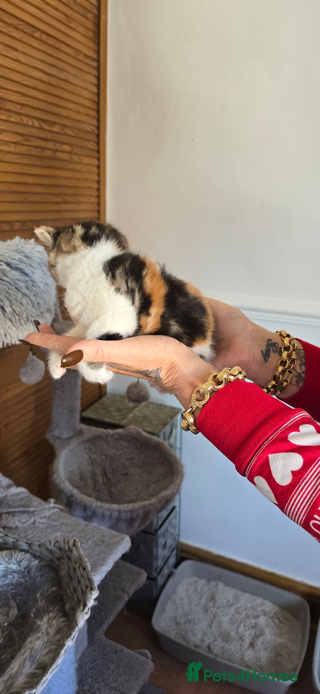 British Shorthair cats for sale: 💖Calico British shorthair 💝 - Image 4