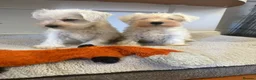 Miniature Schnauzer dogs for sale: Beauiful miniature schnauzer puppies available  - Advert 3