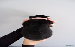 German Shepherd dogs for sale: 7 CHUNKY GERMAN SHEPHERD PUPPIES KC REGISTERED - Image 6