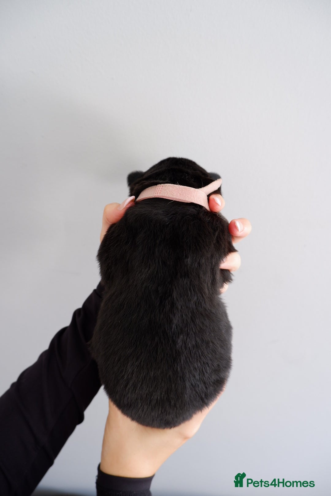 German Shepherd dogs for sale: 7 CHUNKY GERMAN SHEPHERD PUPPIES KC REGISTERED - Image 6