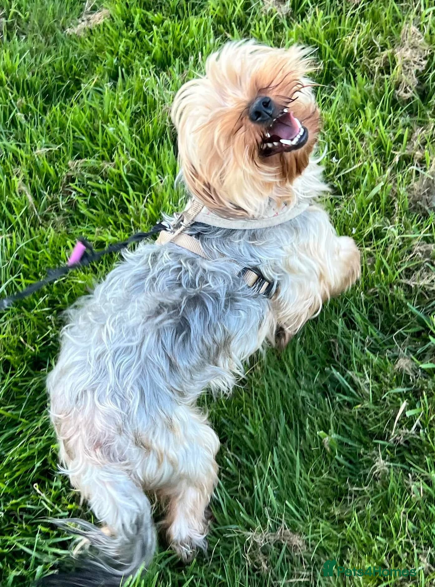 Mixed Breed dogs Yorkiepoo  - Advert 1