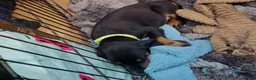 Dobermann dogs for sale: Doberman puppies - Advert 9