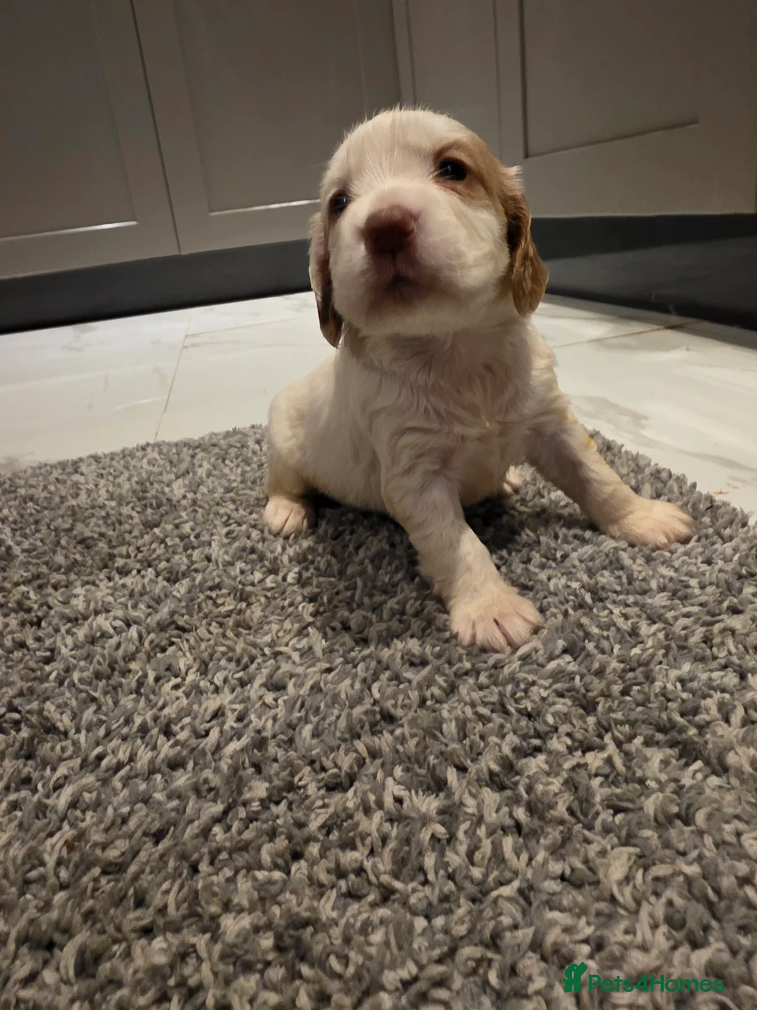 Cocker Spaniel dogs for sale: Beautiful Working cocker spaniel puppies - Advert 23