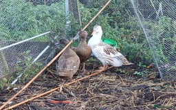 Ducks poultry for sale: Various ducks - Image 1