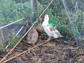 Ducks poultry - Advert 1