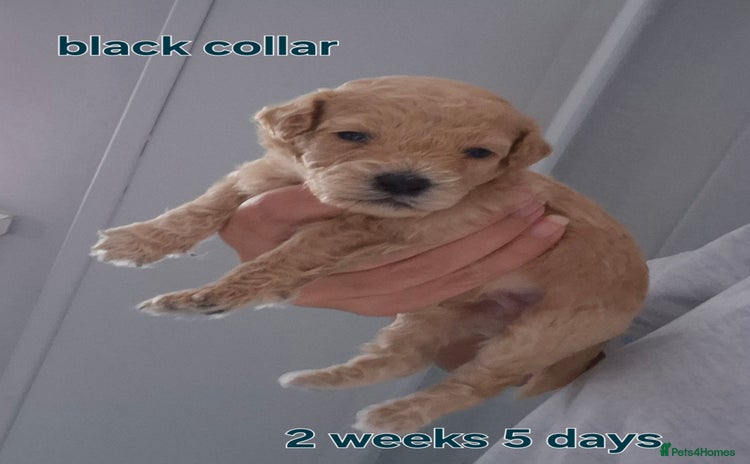 Poochon dogs - Advert 1