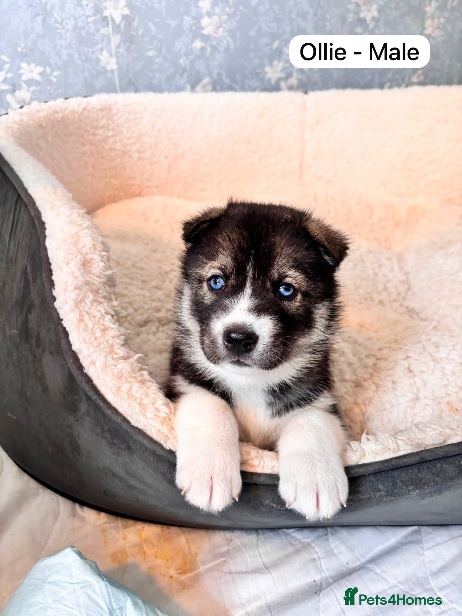 Siberian Husky dogs Stunning Siberian Huskies  - Advert 1