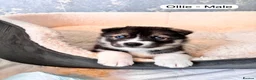 Siberian Husky dogs for sale: Stunning Siberian Huskies  in Sheffield - Advert 16