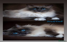 Ragdoll cats for sale: Exceptional Quality Ragdoll Kittens - Image 10