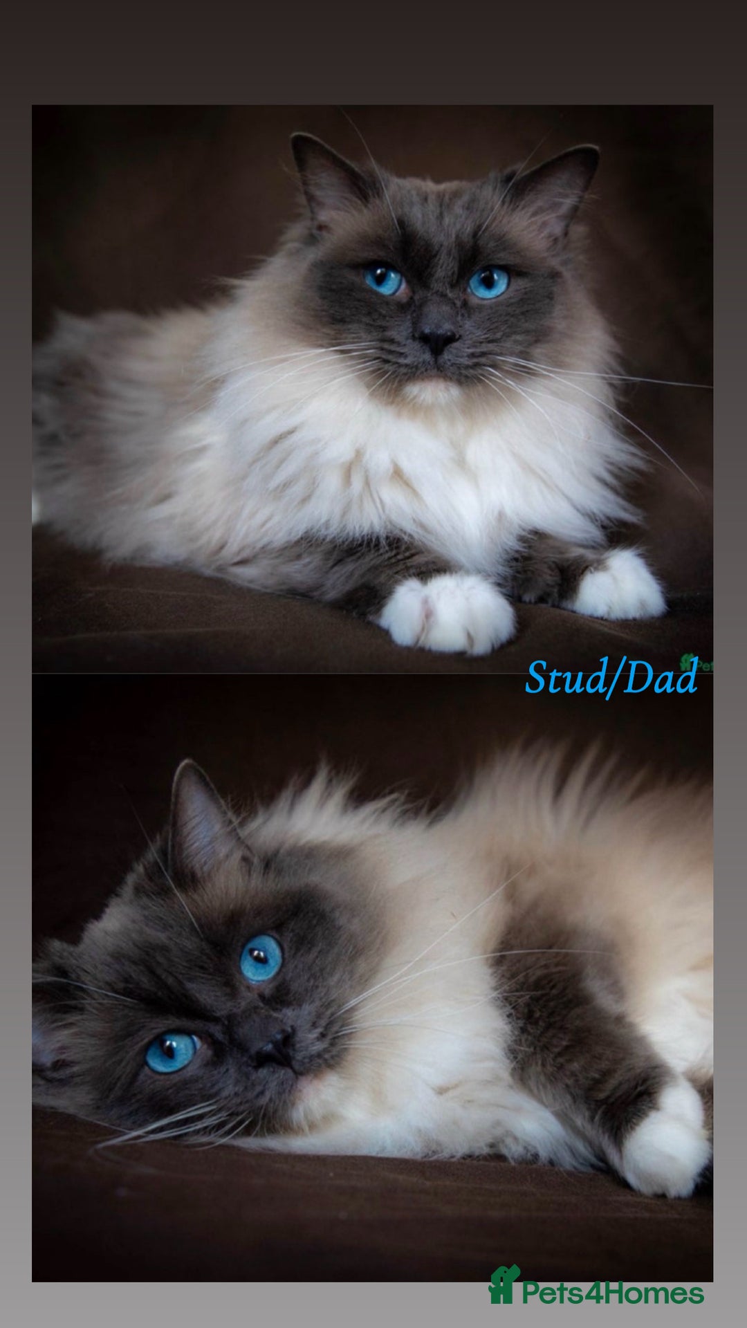 Ragdoll cats for sale: Exceptional Quality Ragdoll Kittens - Image 10