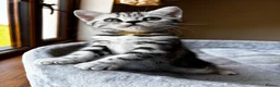 British Shorthair cats for sale: 💙❤️ GORGEOUS PEDIGREE SILVER TABBY BSH ❤️💙 - Advert 11
