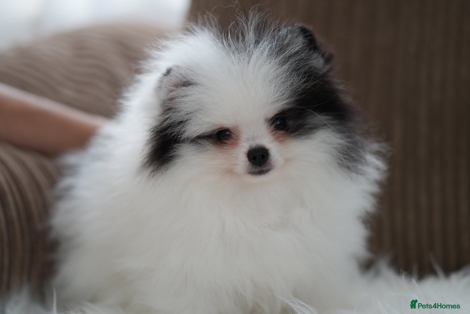 Pomeranian dogs Cute puppies  - Advert 1