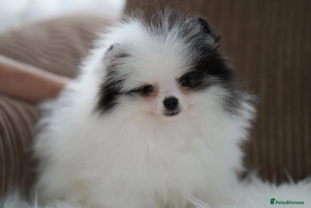 Pomeranian dogs for sale: Cute puppies  - Advert 1