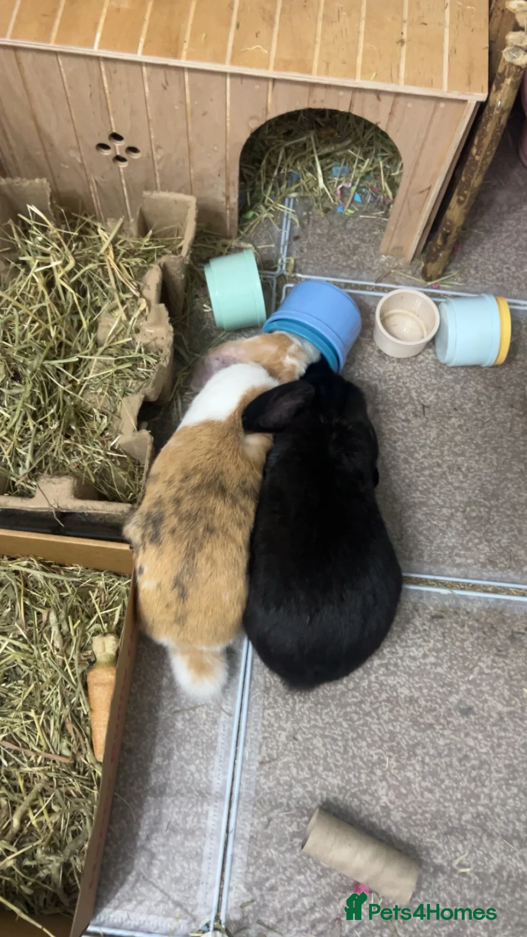 Mini Lop rabbits for sale: 🐰 Smudge & Bambi – bonded indoor pair 🤍 in Durham - Advert 6
