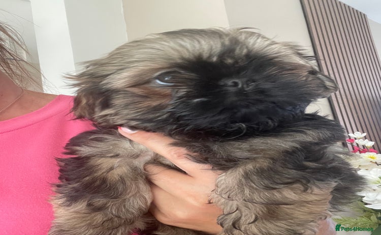 Shih Tzu dogs - Advert 2