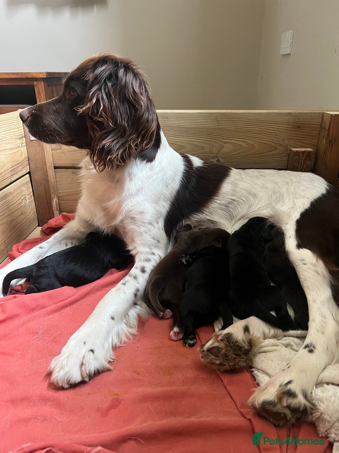 Springador dogs for sale: Springador Puppies - Advert 4