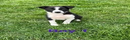 Border Collie dogs for sale: Border Collie Pups - Advert 4