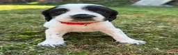 Sprocker dogs for sale: Healthy Sprocker Spaniel Puppies in Chulmleigh - Advert 12