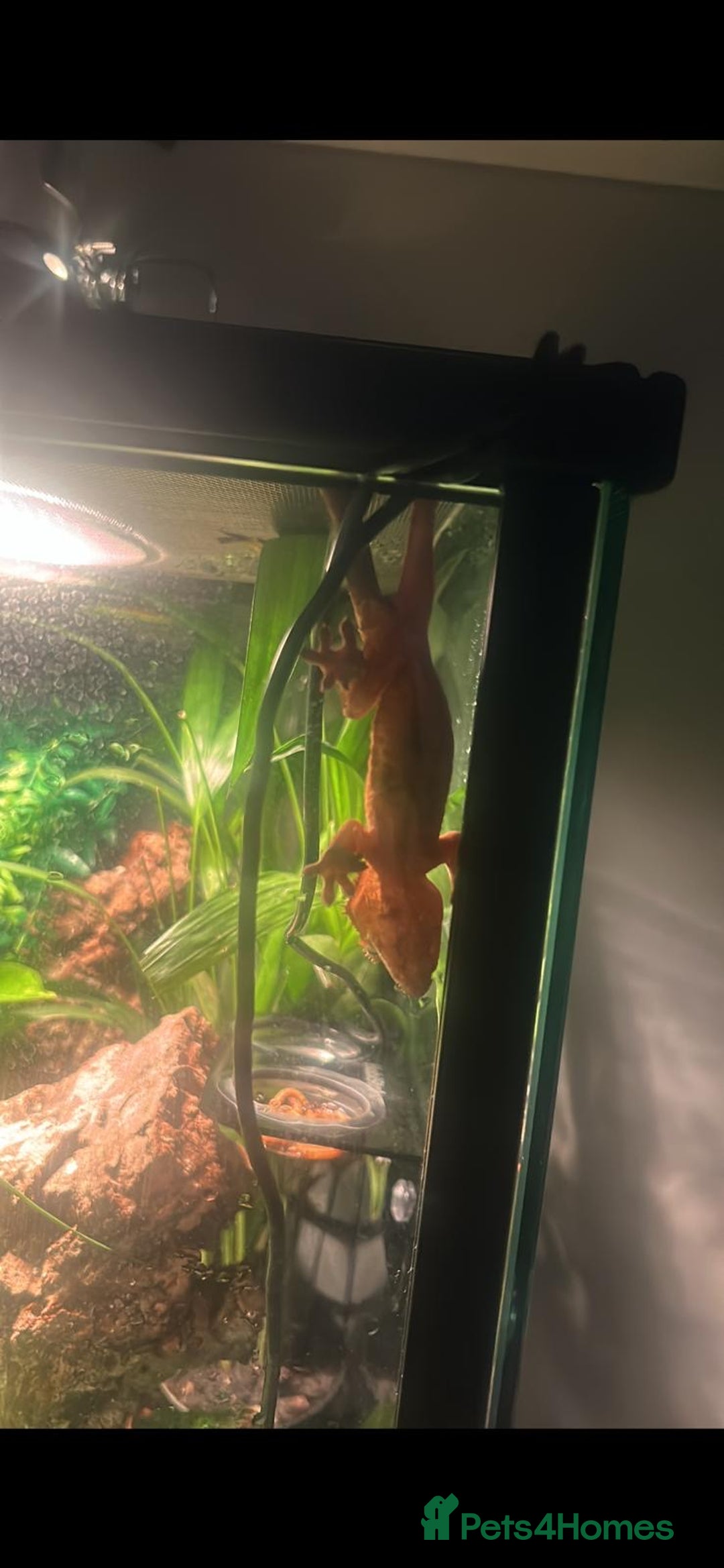 Gecko reptiles for sale: 2 x full paired crested gecko set ups available  - Advert 12