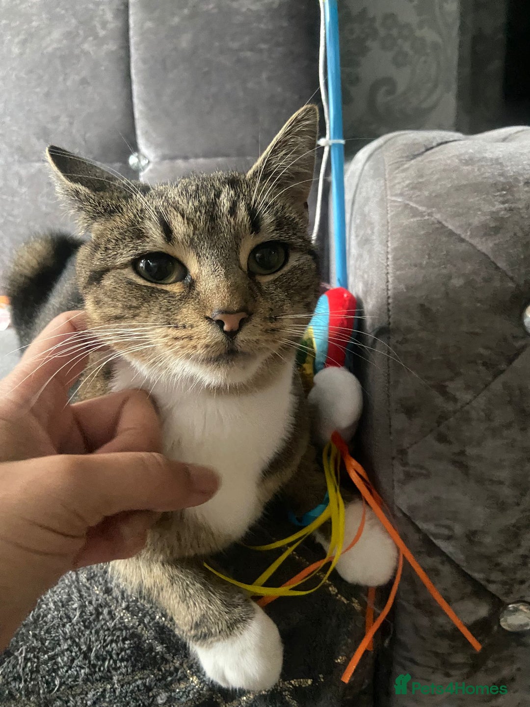 Domestic Shorthair cats for sale: 1 year old female - Image 7