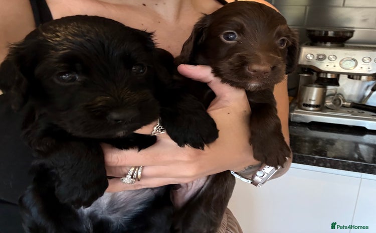 Cockapoo dogs - Advert 2