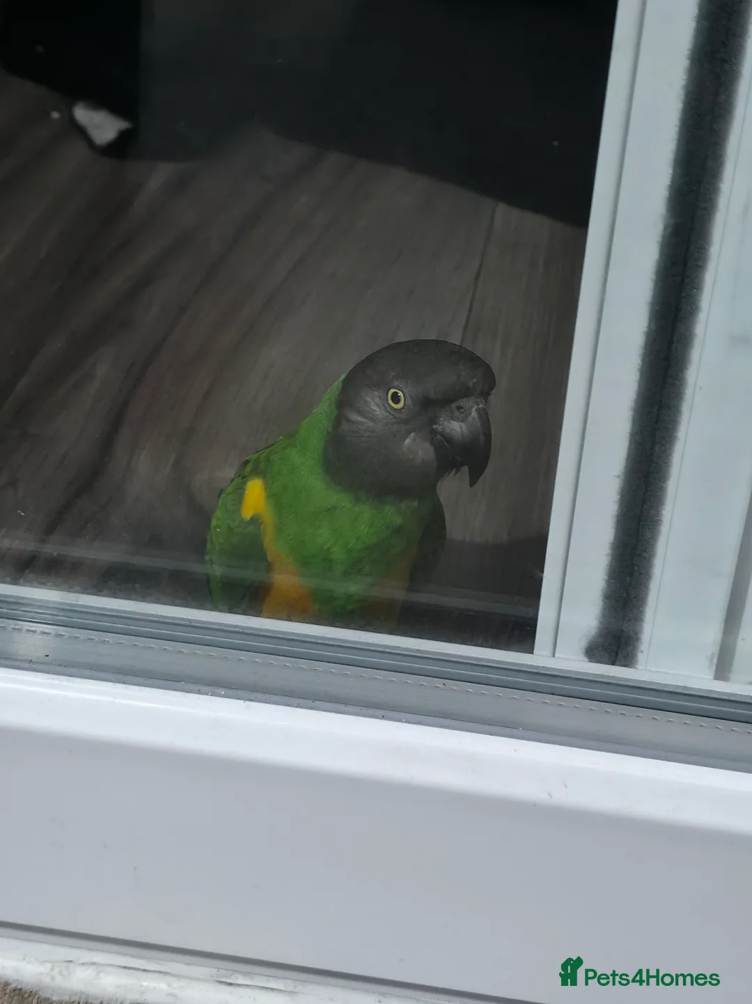 Parrots birds for sale: Senegal parrot - very tame - Advert 3