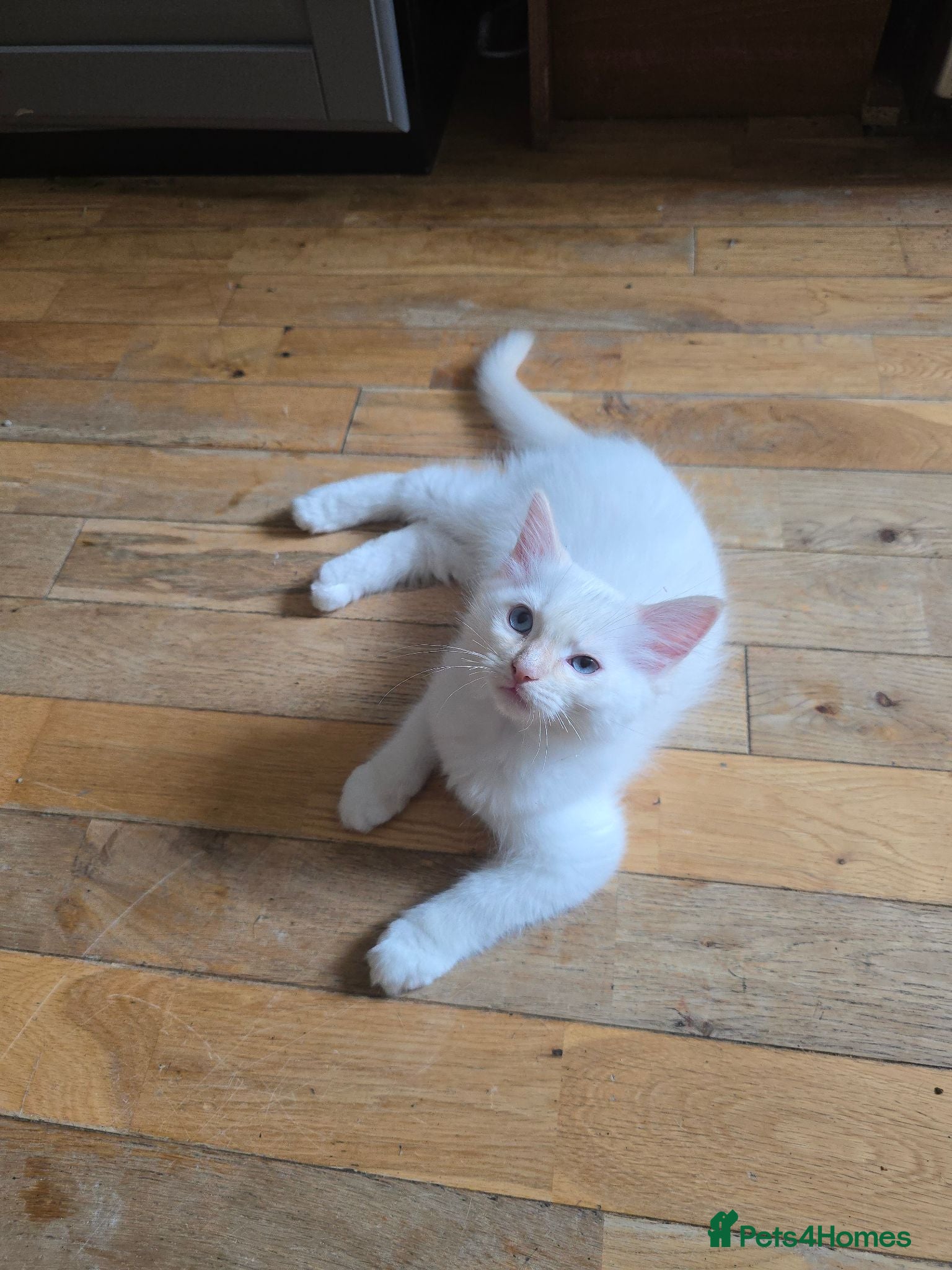Ragdoll cats 🐾 Beautiful Ragdoll Kittens – 7 Available 🐾 - Advert 2