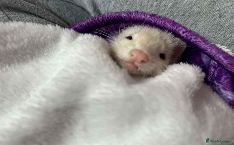 Ferret rodents - Advert 1