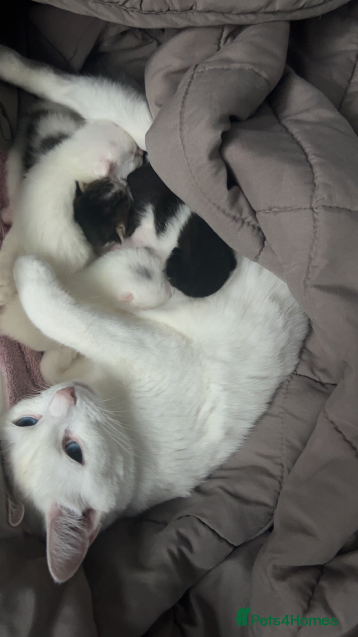 Turkish Angora cats White and tabby kitten  - Advert 2