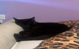 Mixed Breed cats for sale: Free 2 years and 6 months female  - Advert 2