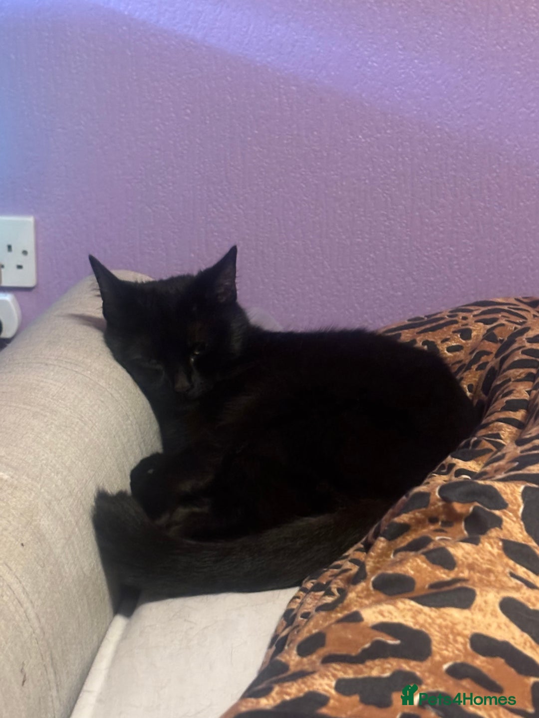 Mixed Breed cats for sale: Free 2 years and 6 months female  - Advert 2