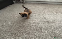 Mixed Breed dogs for sale: Beautiful baby girl, 12 weeks old  - Image 5
