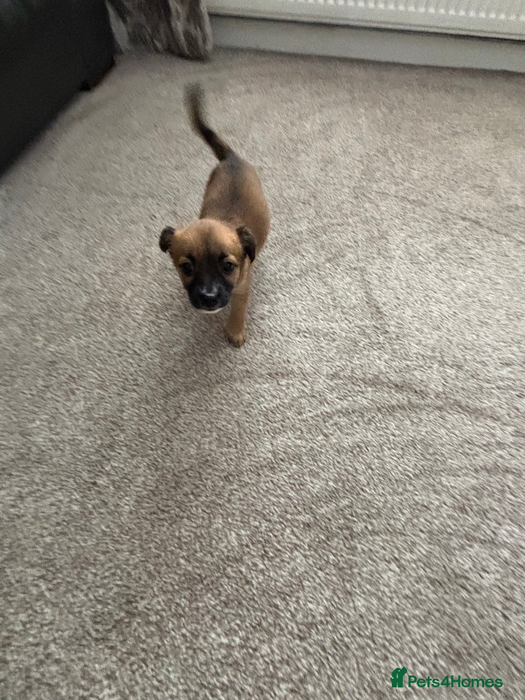 Mixed Breed dogs for sale: Beautiful baby girl, 12 weeks old  - Image 5