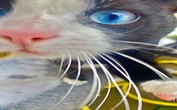 British Shorthair cats for sale: Adoption  - Image 5