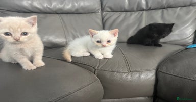 British Shorthair cats - Advert 13