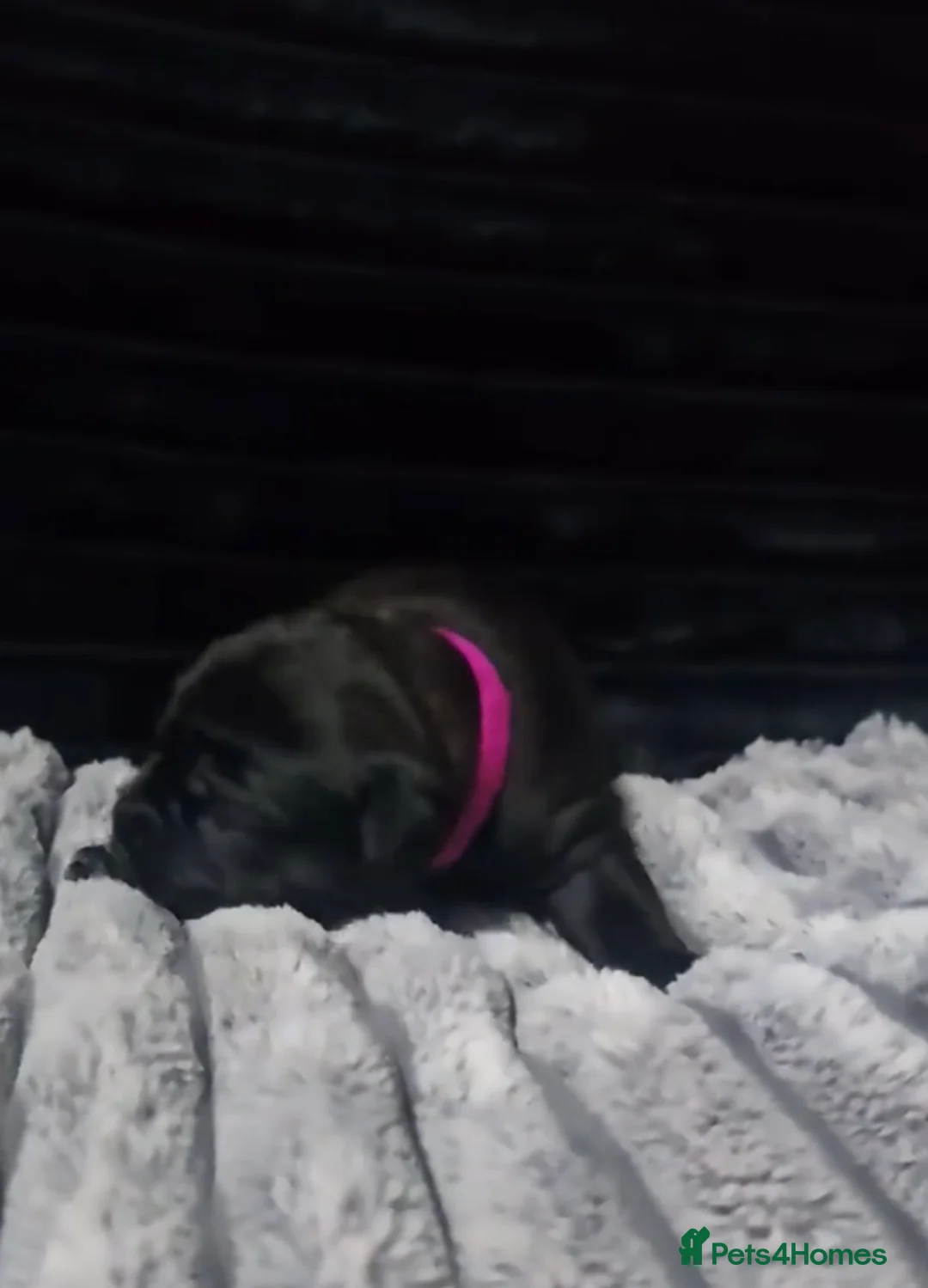 Staffordshire Bull Terrier dogs for sale: %Solid Pure Staffy Puppies Available  in Birmingham - Advert 3