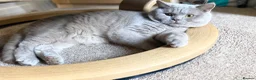 British Shorthair cats for sale: British short haired male adult for sale  - Advert 7