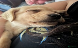Labrador Retriever dogs for sale: Beautiful, loving Labrador Retriever forever home - Image 9