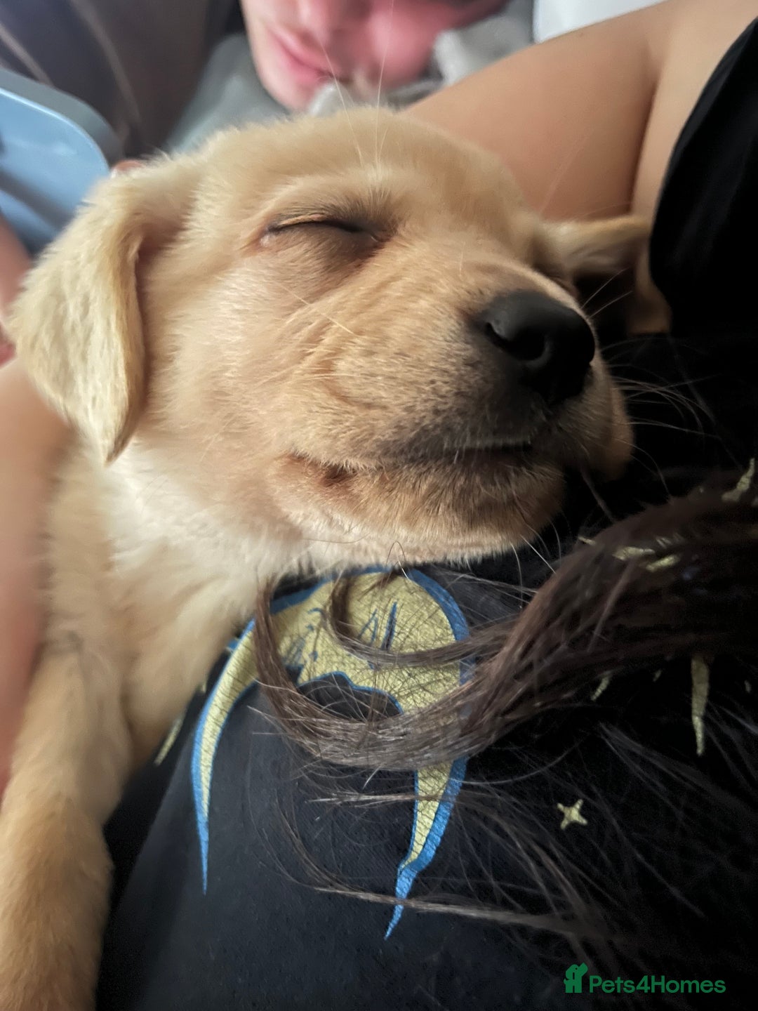 Labrador Retriever dogs for sale: Beautiful, loving Labrador Retriever forever home - Image 9