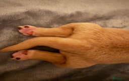 Labrador Retriever dogs for sale: Fox red labradors available now  - Advert 26