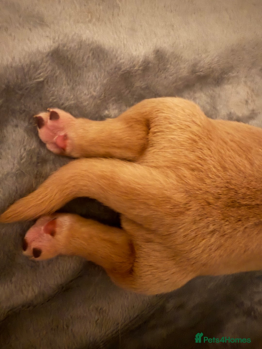 Labrador Retriever dogs for sale: Fox red labradors available now  - Advert 26