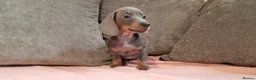 Miniature Dachshund dogs for sale: Ready to Leave  2 male 1 female in Bradford - Advert 9
