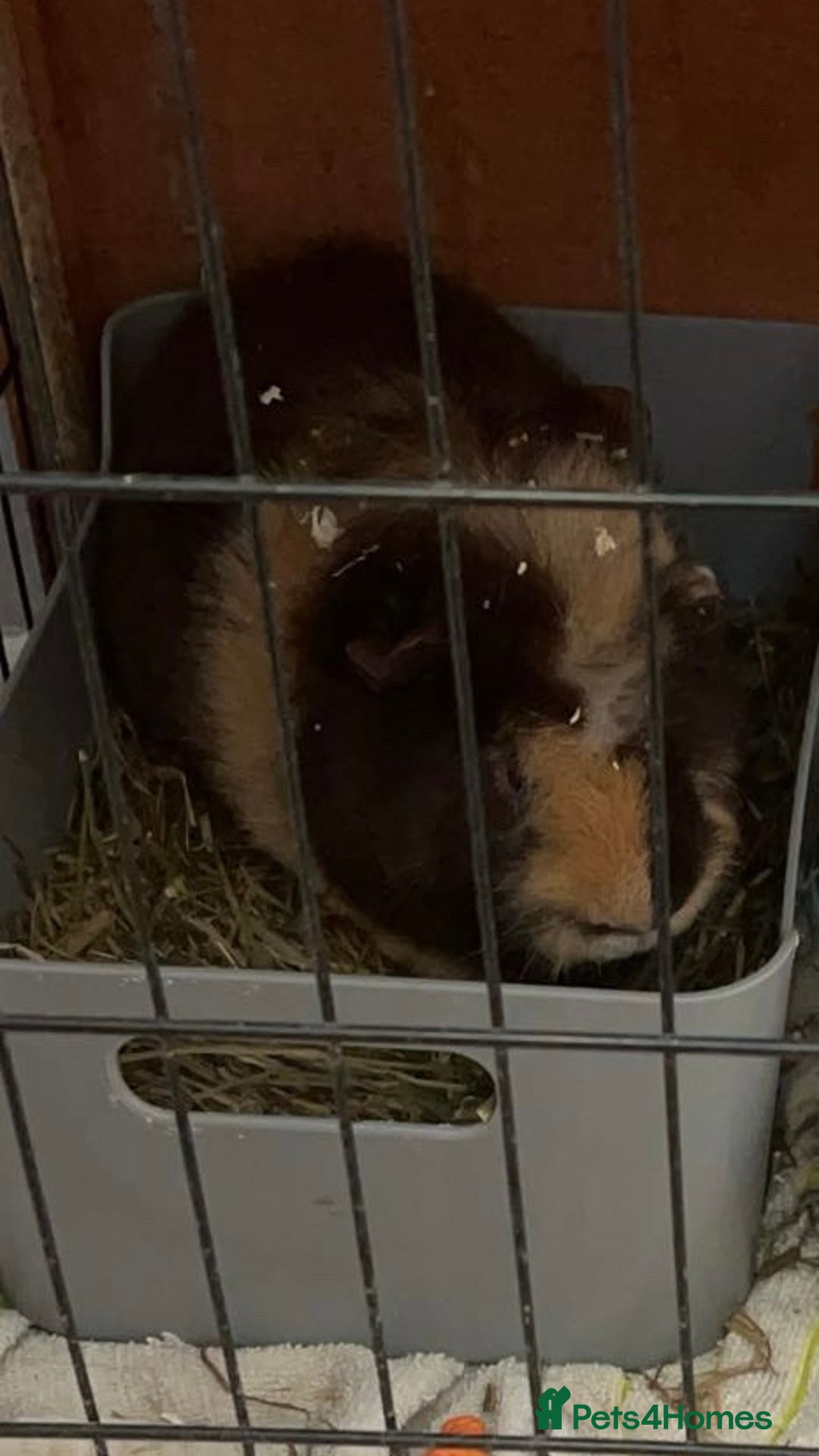 Guinea Pig rodents for sale: caramel the guinea pig  - Advert 3