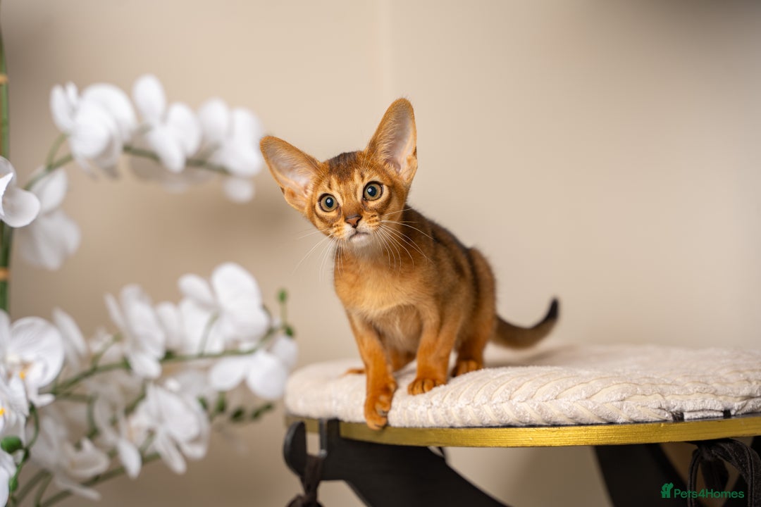 Abyssinian cats for sale: Premium Abyssinian kittens-TICA- Champion Pedigree - Image 25