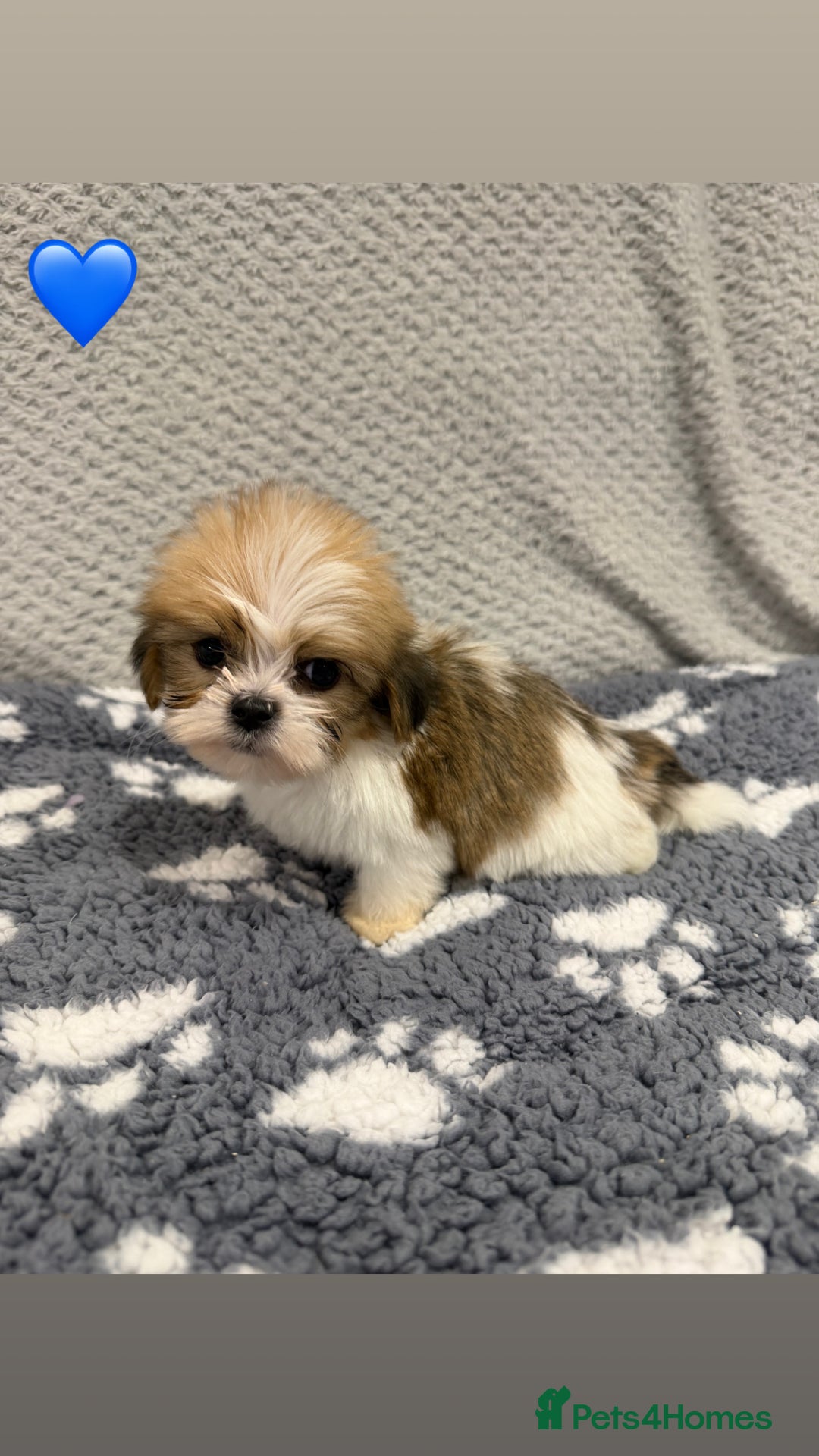 Lhasa Apso dogs for sale: Lhasa apso puppies 🐶 - Advert 12