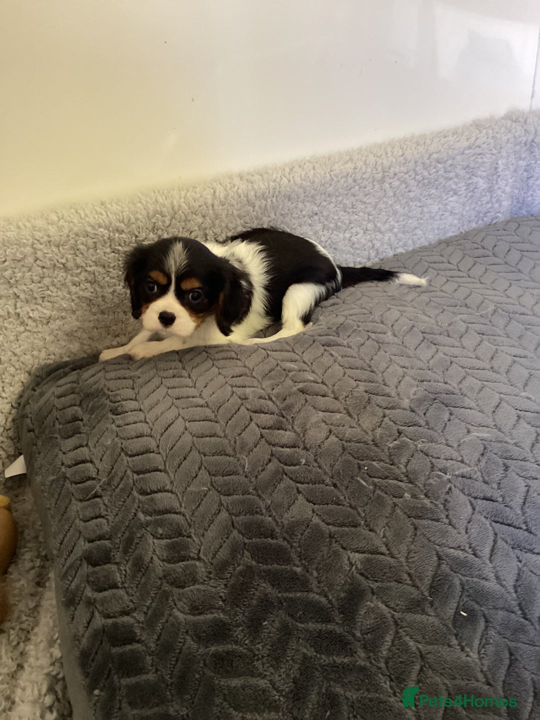Cavalier King Charles Spaniel dogs for sale: Cavalier King Charles  - Image 4