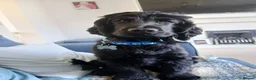 Cocker Spaniel dogs for stud:  🐾 Handsome Solid Black Cocker Spaniel – Stud 🐾 - Advert 2
